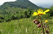Sui monti sopra casa, Corna Bianca, Costone, Filaressa, da Salmezza il 28 maggio 2020   - FOTOGALLERY
